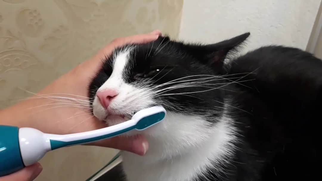 Jak czyścić kotu zęby: proste metody na zdrowe zęby i dziąsła