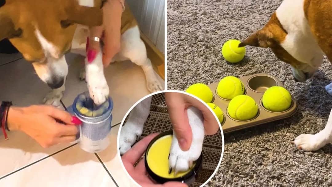 Jak czyścić psu łapy po spacerze, aby uniknąć problemów zdrowotnych